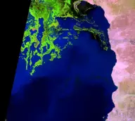 False-color satellite view of bright green wetlands and branching channels extending into the northern end of a long dark-blue lake.