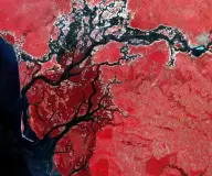 False-color satellite view of dark branching tidal channels weaving through red wetlands before opening into coastal water.